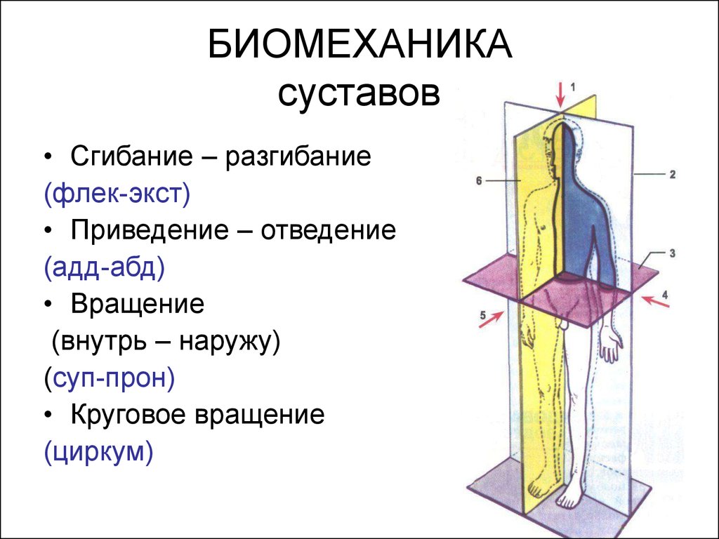 Биомеханика суставов. Сгибание разгибание отведение приведение. Отведение приведение на латыни. Сгибание разгибание на латинском.