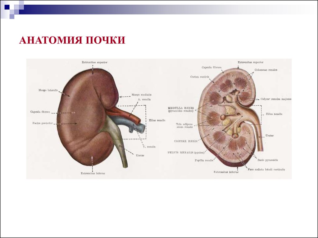 Укажите края почки. Наружное строение почки анатомия. Наружнее строение почки. Внешнее строение почки рисунок. Внешнее и внутреннее строение почки анатомия.