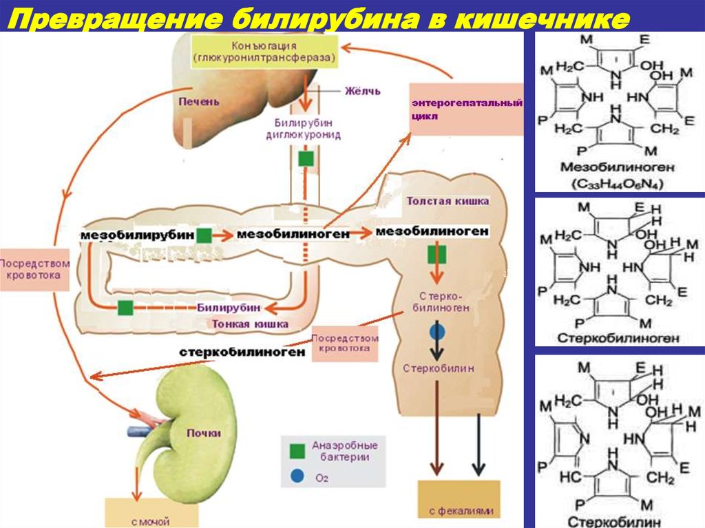 Схема образования желчных пигментов биохимия