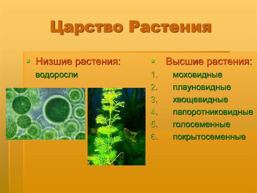 Презентация царство растений внешнее строение и общая характеристика растений