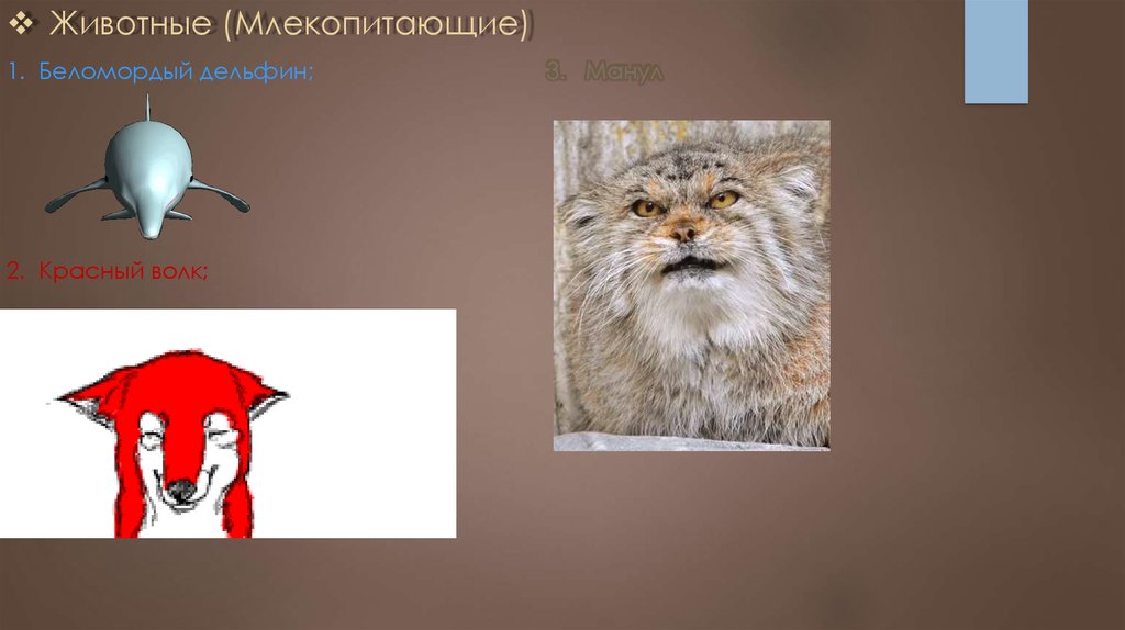 Животные (Млекопитающие)