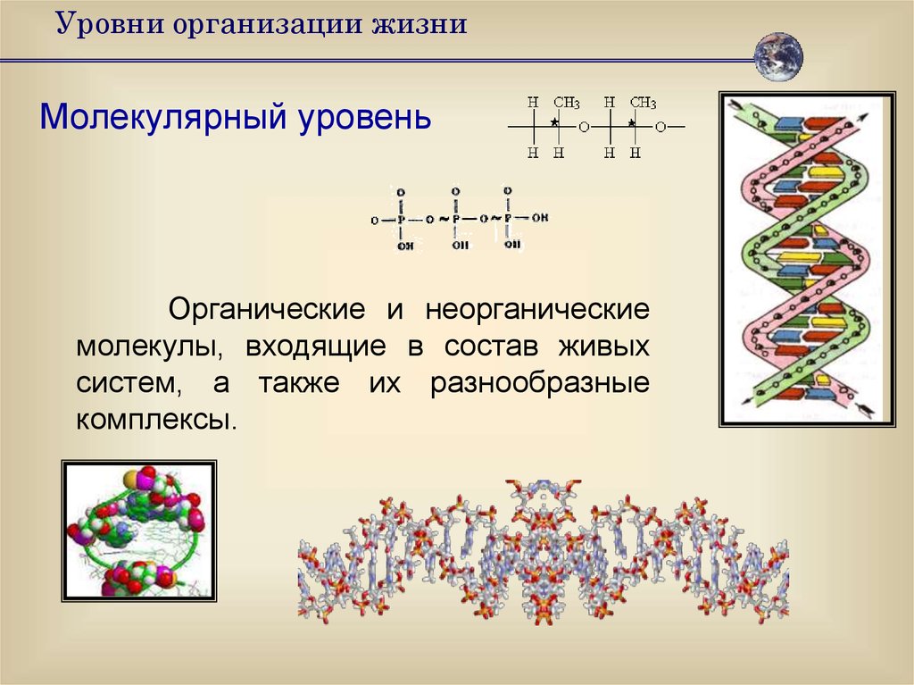 Неорганические молекулы. Уровни организации молекулярного уровня. Молекулярный уровень жизни биология. Уровни организации живого (молекулярный, клеточный, тканевой).. Структурные уровни организации жизни молекулярный.