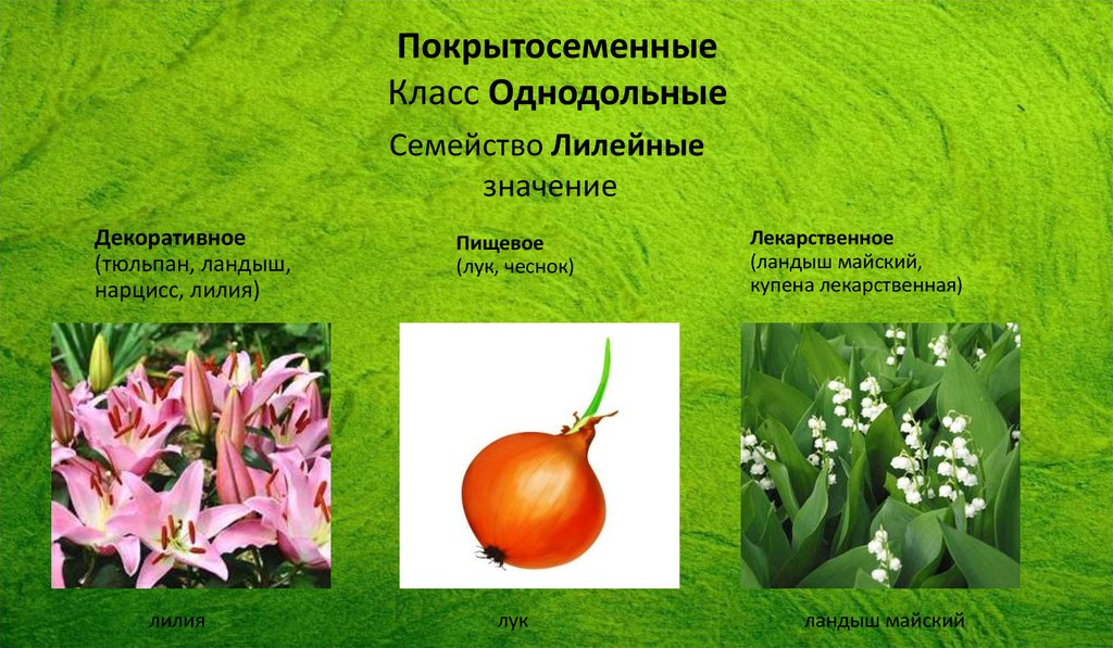 Три примера лилейных. Лилейные лук чеснок. Лилейные пищевые. Пищевые Лилейные растения. Семейство Лилейные представители.