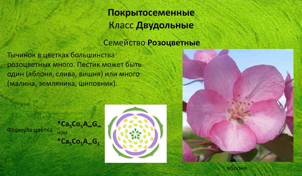 Формула цветка растений семейства розоцветные ответ. Покрытосеменные Розоцветные. Розоцветные, покрытосеменны. Класс двудольные семейство Розоцветные. Семейство Розоцветные формула цветка.