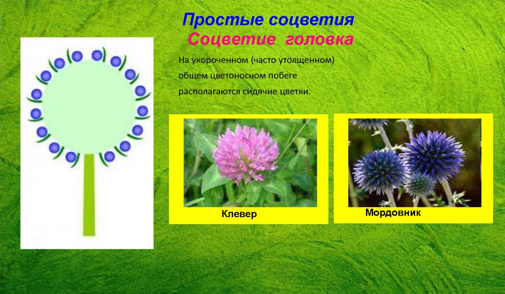 Выберите соцветие головка. Соцветие головка Клевер. Простые соцветия головка. Цветы с соцветием головка. Строение соцветия головка.