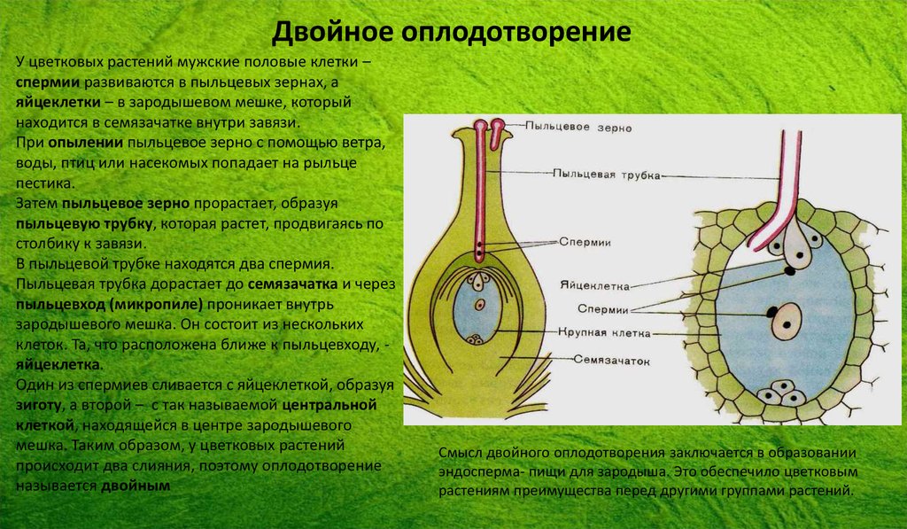 В результате образуется из завязи. Зародышевый мешок покрытосеменных растений. Зародышевый мешок и завязь. Зародышевый мешок у цветковых растений для чего. Зародышевый мешок и пыльцу.
