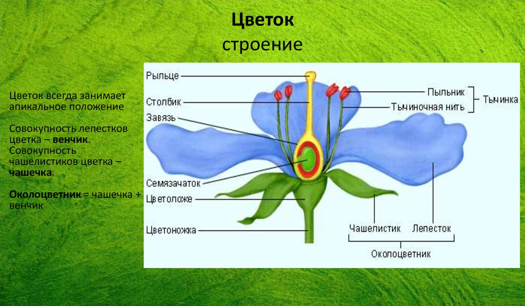 Чашелистик лепесток околоцветник. Чашечка чашелистик венчик. Строение чашелистика. Строение растений венчик завязь чашелистик. Строение цветка венчик и чашечка.