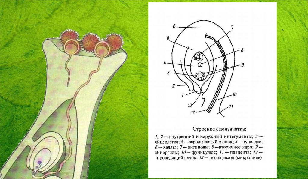 Синергиды. Клетки синергиды. Синергиды у покрытосеменных. Клетки синергиды и антиподы это. Строение семязачатка покрытосеменных растений.