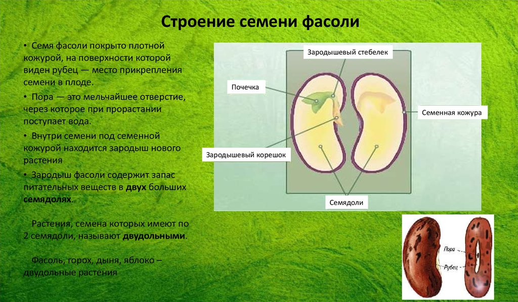 3 функция семени. Строение семени фасоли и их функции. Строение семени и функции семени. Биология строение семени фасоли. Строение семян и их функции.
