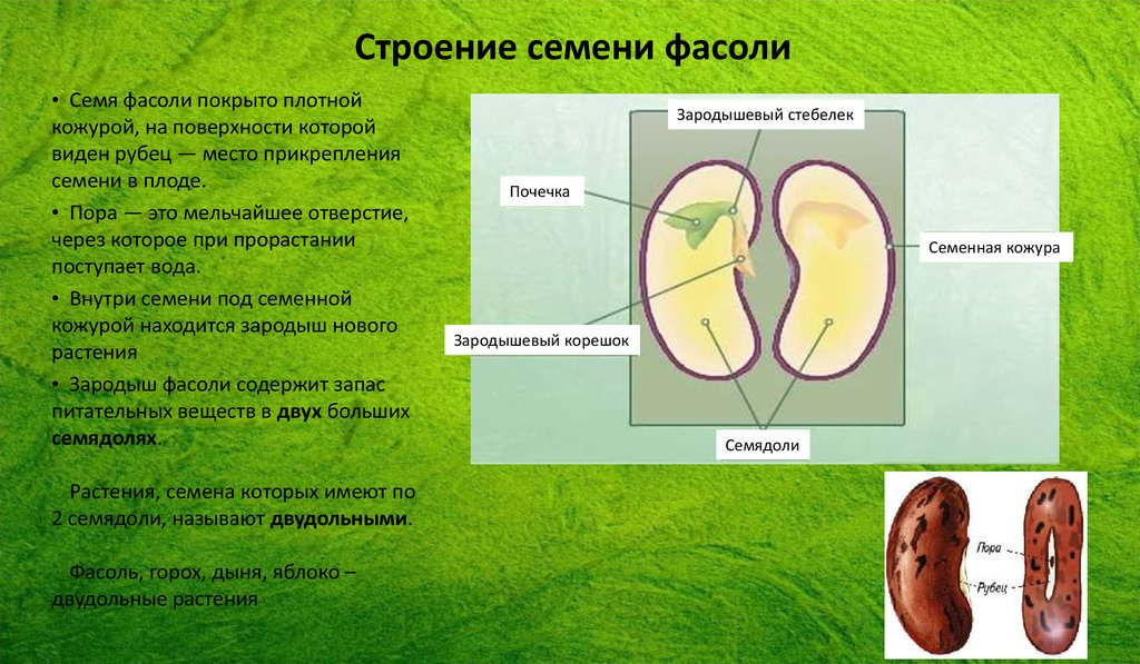 Каково семя. Строение семени двудольного растения фасоли. Строение семени фасоли и их функции. Строение и функции частей семени. Строение семядоли фасоли.