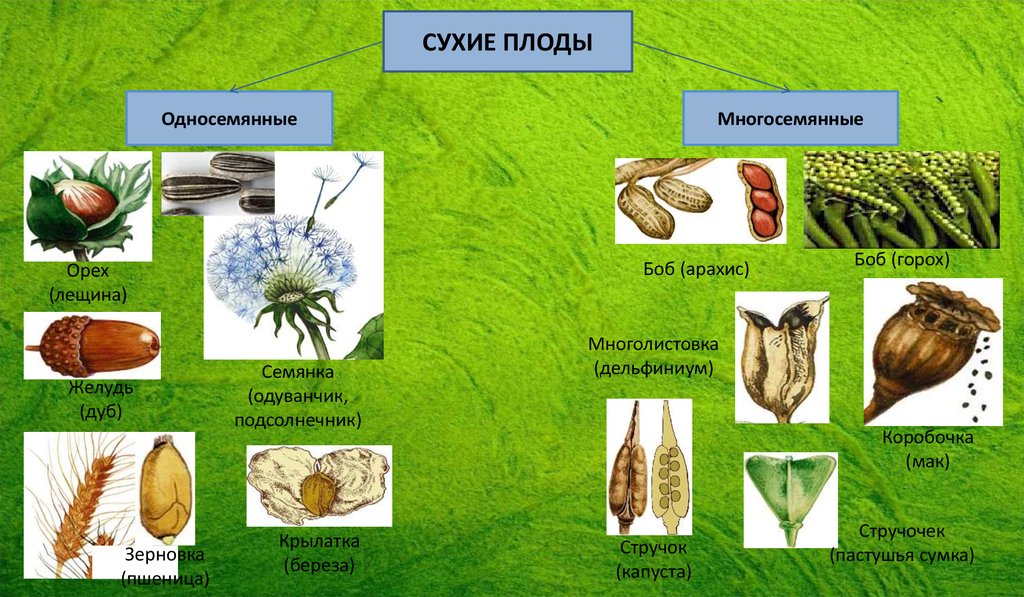 Сухой многосемянный плод это. Желудь сухой односемянный плод. Сухие односемянные плоды Зерновка. Многосемянные сухие плоды стручочек. Сухие плоды Зерновка семянка орех стручок.