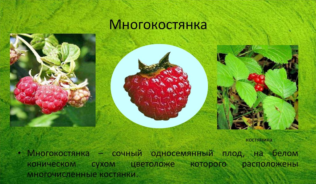 Многокостянка плод фото