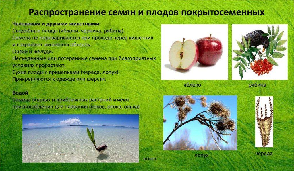 Рябина распространение плодов. Распространение плодов и семян. Распространение семян у растений. Распространение плодов яблоко. Распространение семян человеком.