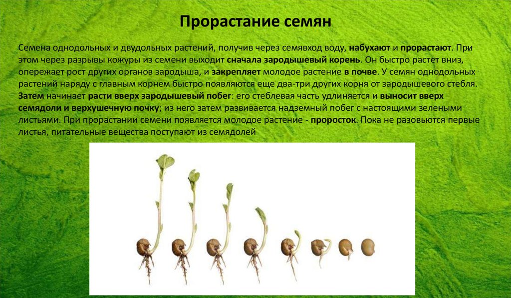 Главный корень зародыша развивается. Прорастание семени двудольного растения. Первым при прорастании семени появляется. Прорастание однодольных семян. Прорастание однодольных и двудольных семян.
