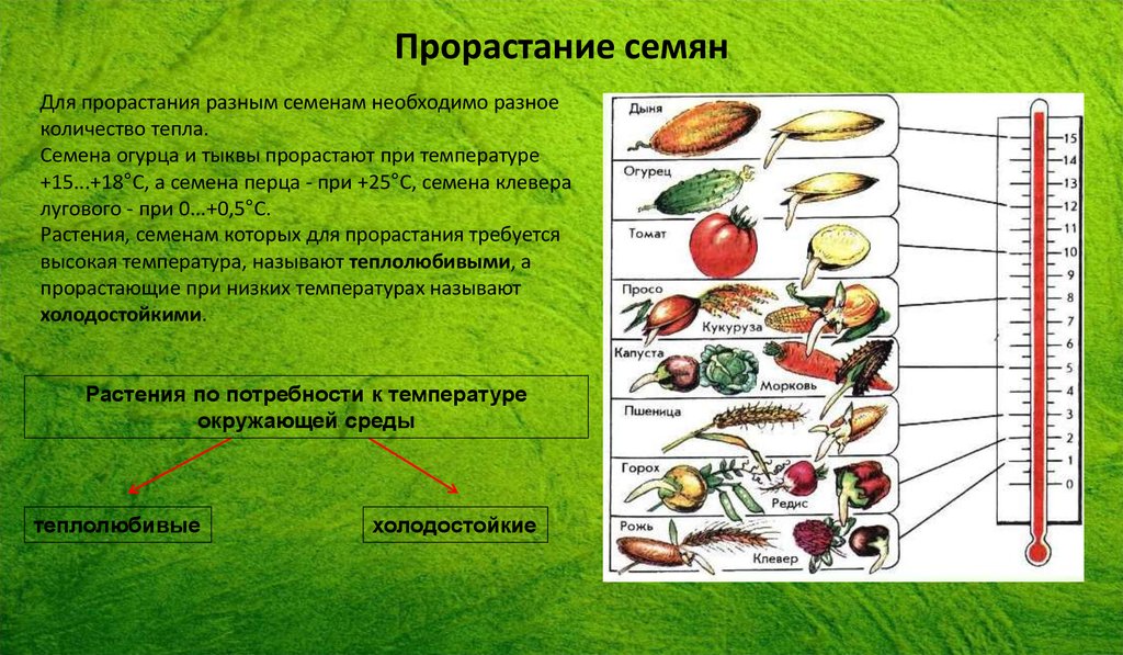 Для прорастания семян необходимы. Семенами разных растений необходимо Разное количество. Что не требуется для прорастания семян. Растения семена которых прорастают при низких температурах называют.