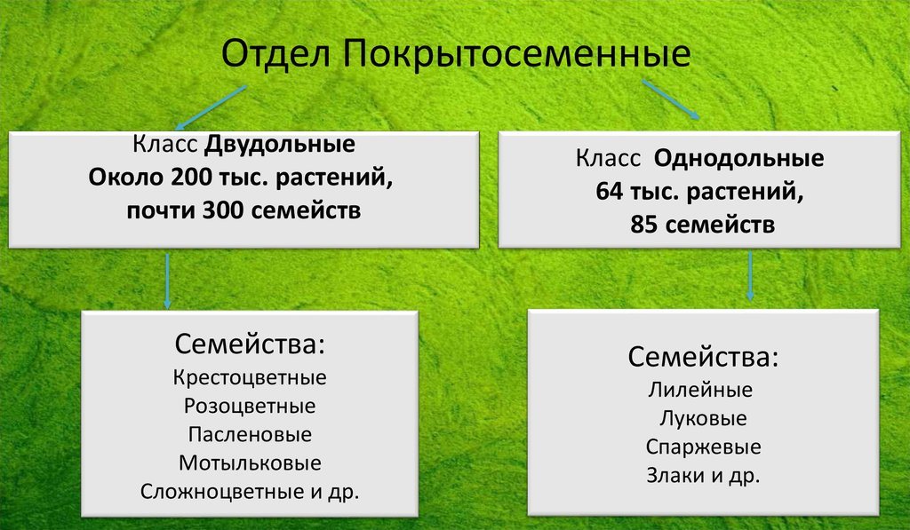 Установите соответствие признаков покрытосеменных