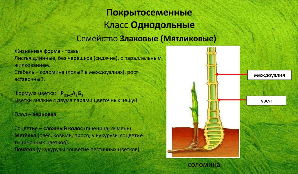 Рост конспект. Вставочный рост. Вставочный стебель. Верхушечный и вставочный рост побегов. Вставочный рост стебля.