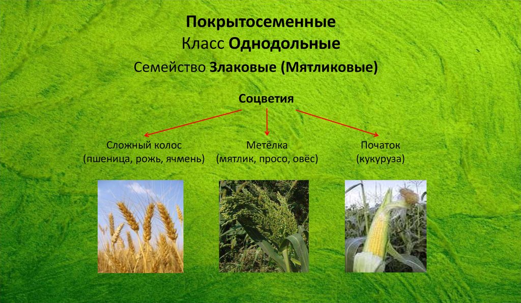 Папоротники Покрытосеменные Однодольные