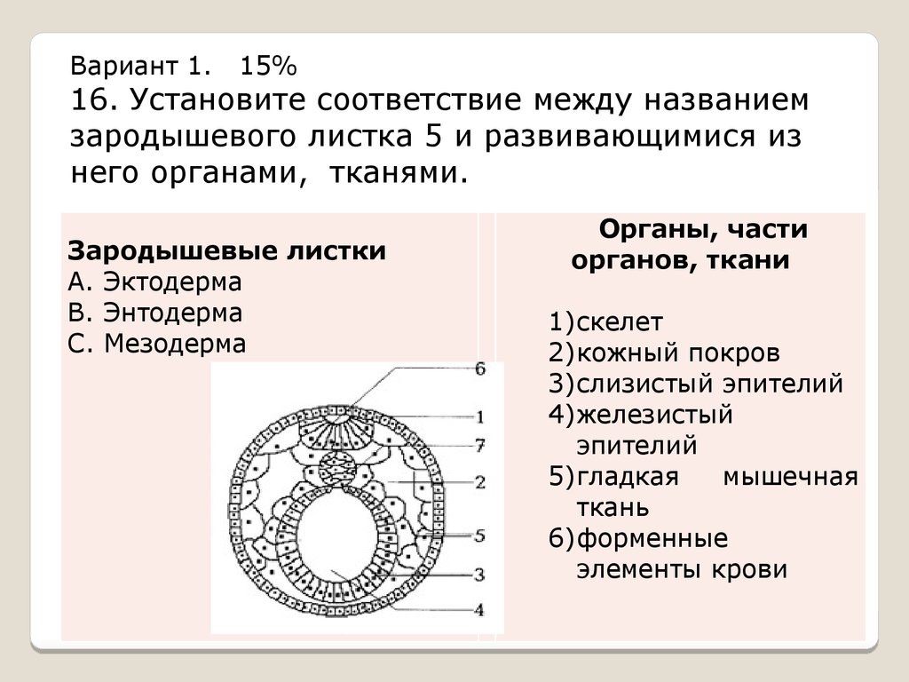 Зародышевые листки тканей. Зародышевые листки рисунок ЕГЭ. Строение зародышевых листков эмбриона. Из какого зародышевого листка образуется пищеварительная система. Зародышевые листки эктодерма энтодерма мезодерма.