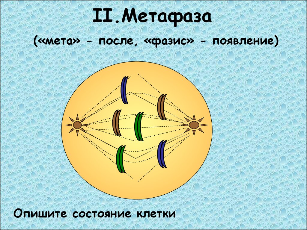 Метафаза 1 рисунок