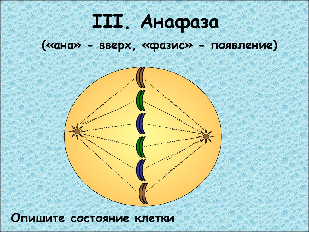 Метафаза 1 рисунок