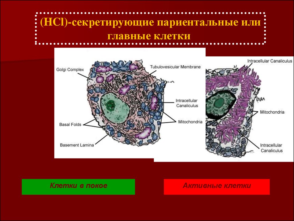 Строение пищеварительной системы простейших