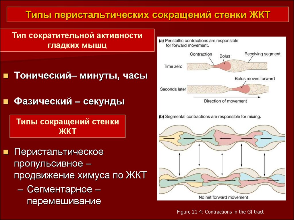 Схема перистальтического рефлекса