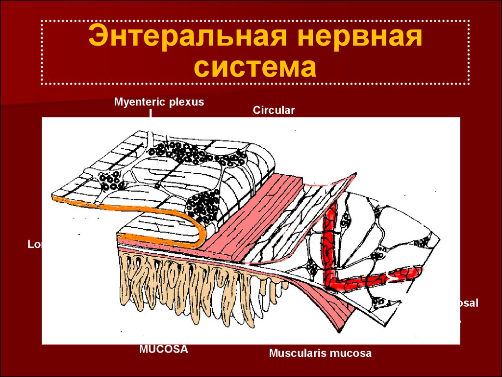 Энтеральная нервная система. Энтеральной нервной системы. Функции энтеральной нервной системы. Энтеральная нервная система схема.