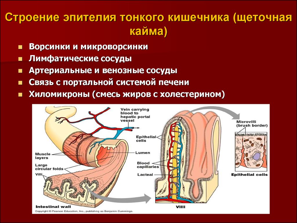 Характеристика тонкого кишечника