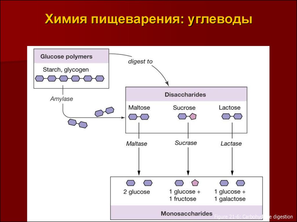 Химические процессы пищеварения. Химический процесс пищеварения. Процессы лежащие в основе пищеварения химия. Углеводы в пищеварительной системе. Схема переваривания углеводов.