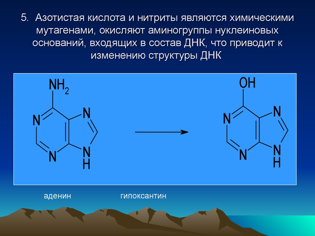 Гипоксантин. Аденин в гипоксантин. Азотистая кислота нитриты. Окисление аденина. Структура азотистой кислоты.