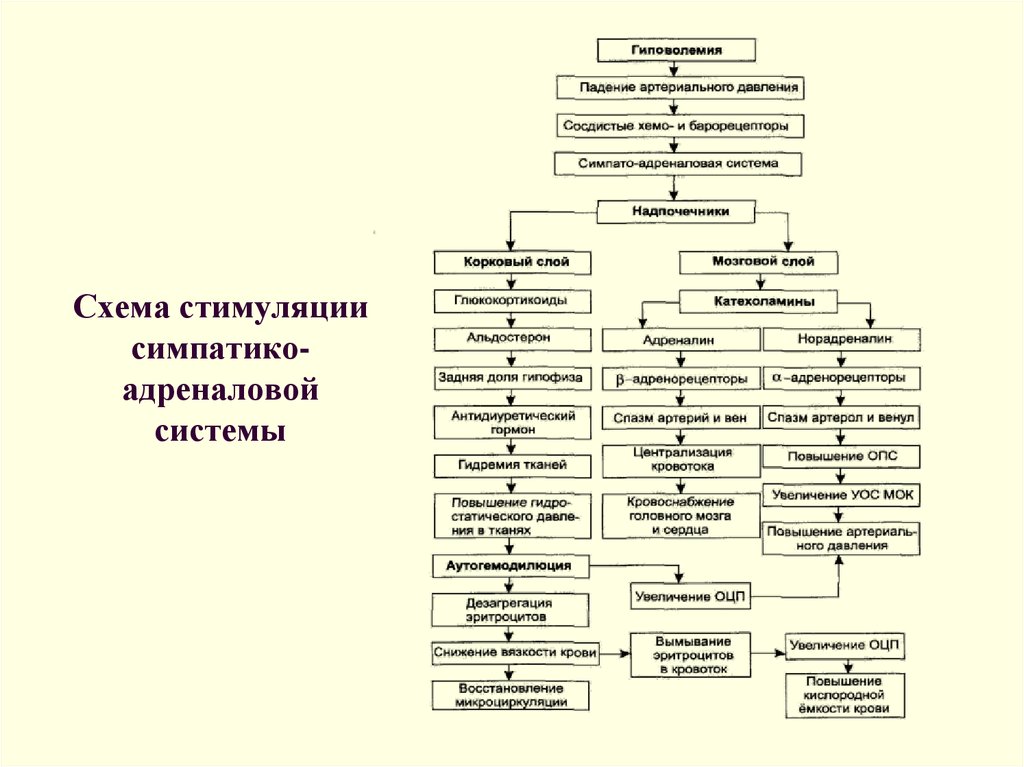 Симпатоадреналовая система схема