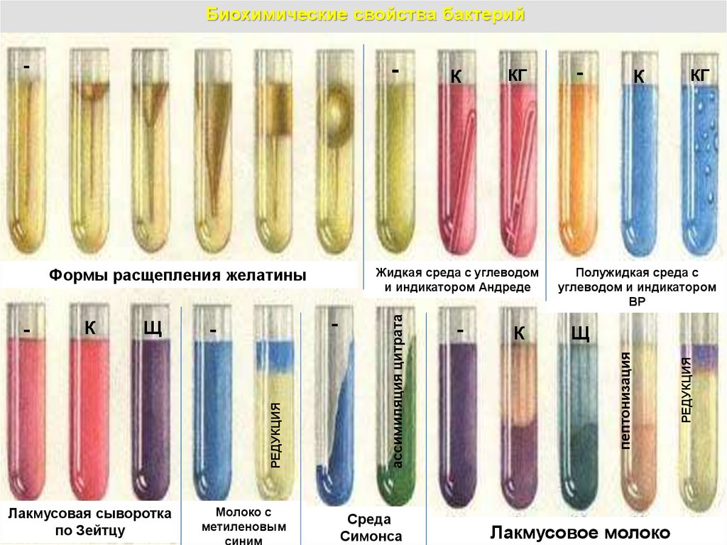 Сахаролитические свойства бактерий
