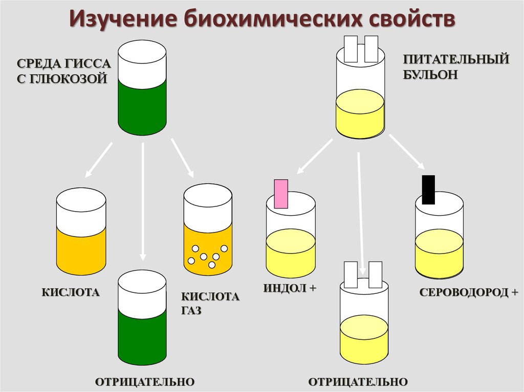 День исследования