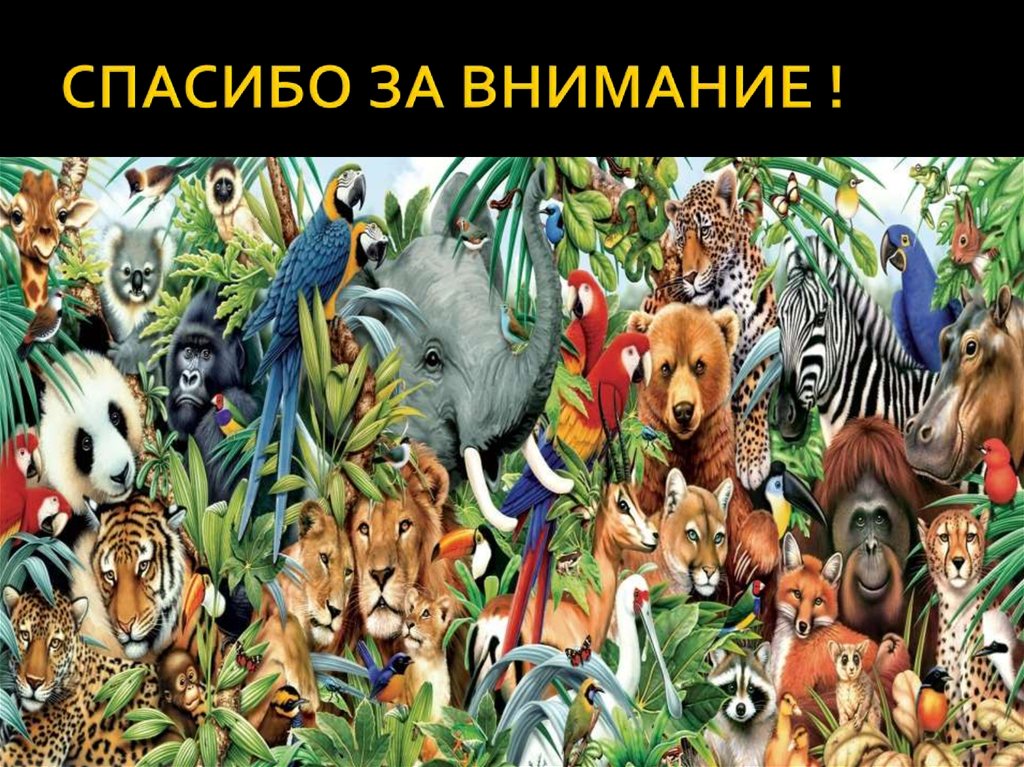 СПАСИБО ЗА ВНИМАНИЕ !