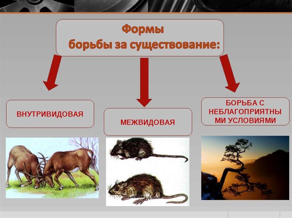 Представьте в виде схемы формы борьбы за существование