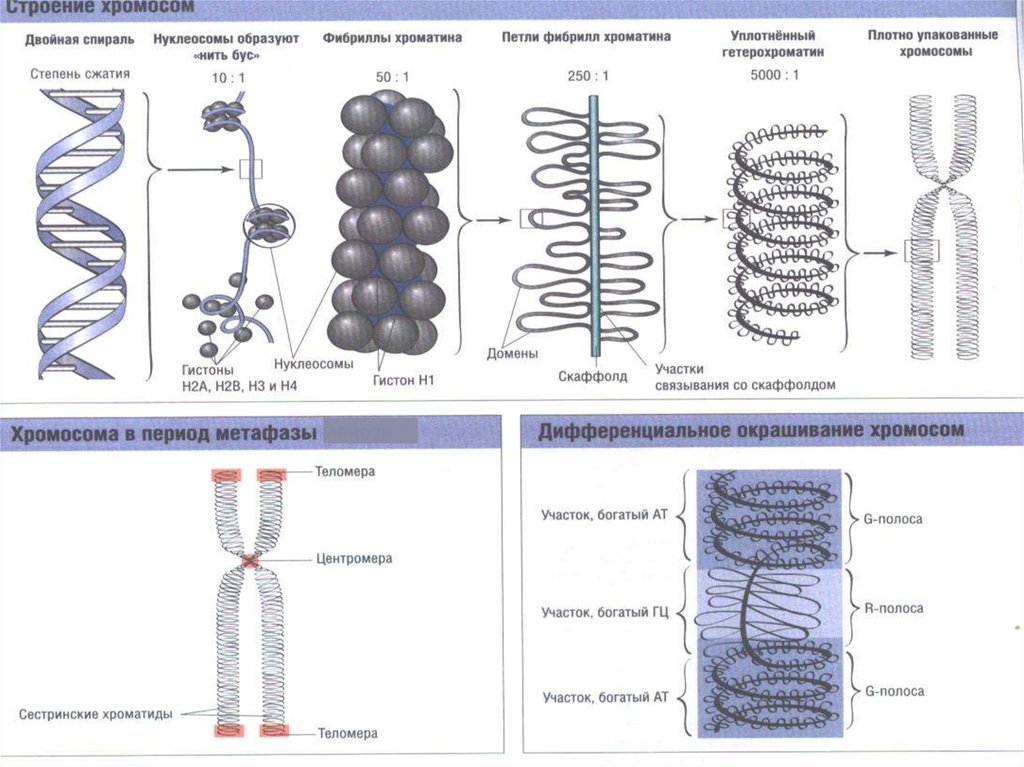 Изменение формы хромосом. Структура хроматина хромосом. Структура, функции и типы хроматина. Строение хроматина и хромосомы. Структурное строение хромосомы.