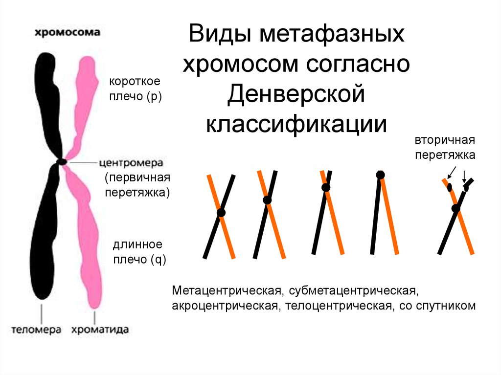 Как называется графическое изображение хромосом