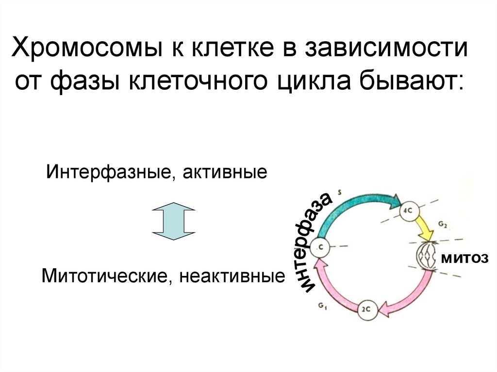 Цикл транскрипции. Динамика структуры хромосомы в митотическом цикле. Фазы клеточного цикла таблица. Стадии клеточного цикла. Жизненный цикл клетки хромосомы.