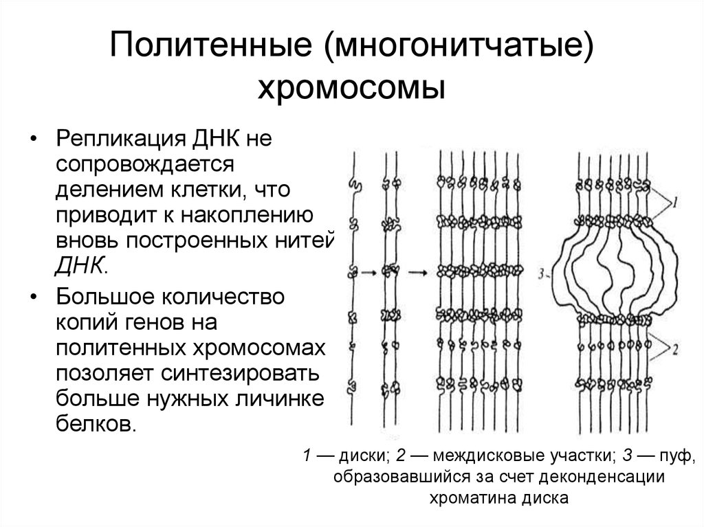 Кольцевая 4 хромосома. Схема строения политенной хромосомы. Политенные хромосомы строение. Функции политенных хромосом. "Препарат политенные хромосомы хирономуса".