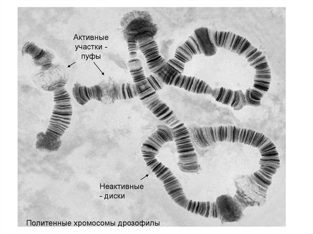 Спаривание хромосом. Политенные хромосомы дрозофилы. Политенные хромосомы строение. Политенные хромосомы хирономид. Политенные хромосомы слюнных желез личинок комаров.