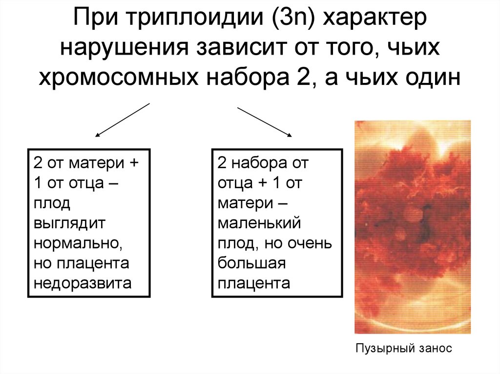 Характер n. Триплоидный набор хромосом. Триплойдныйнабор Ромосом. Нарушения при Триплоидии.