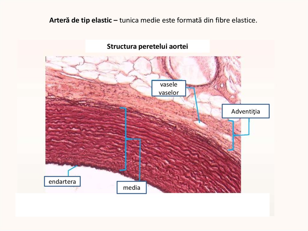 Адвентиция это. Аорта орсеин гистология препарат. Оболочки артерии гистология. Артерия эластического типа аорта препарат. Артерия эластического типа аорта гистология.