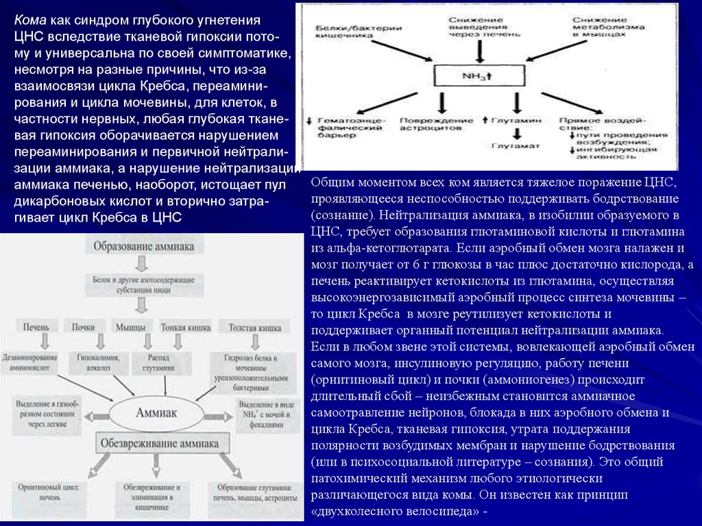Нарушение цикла. Цикл Кребса при гипоксии. Нарушение цикла мочевины. Причины нарушения цикла мочевины. Нарушение обмена цикла мочевины.
