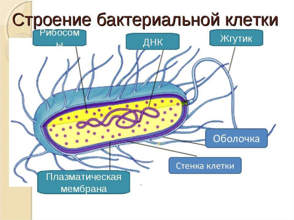 Каковы особенности строения бактериальной клетки какие химические