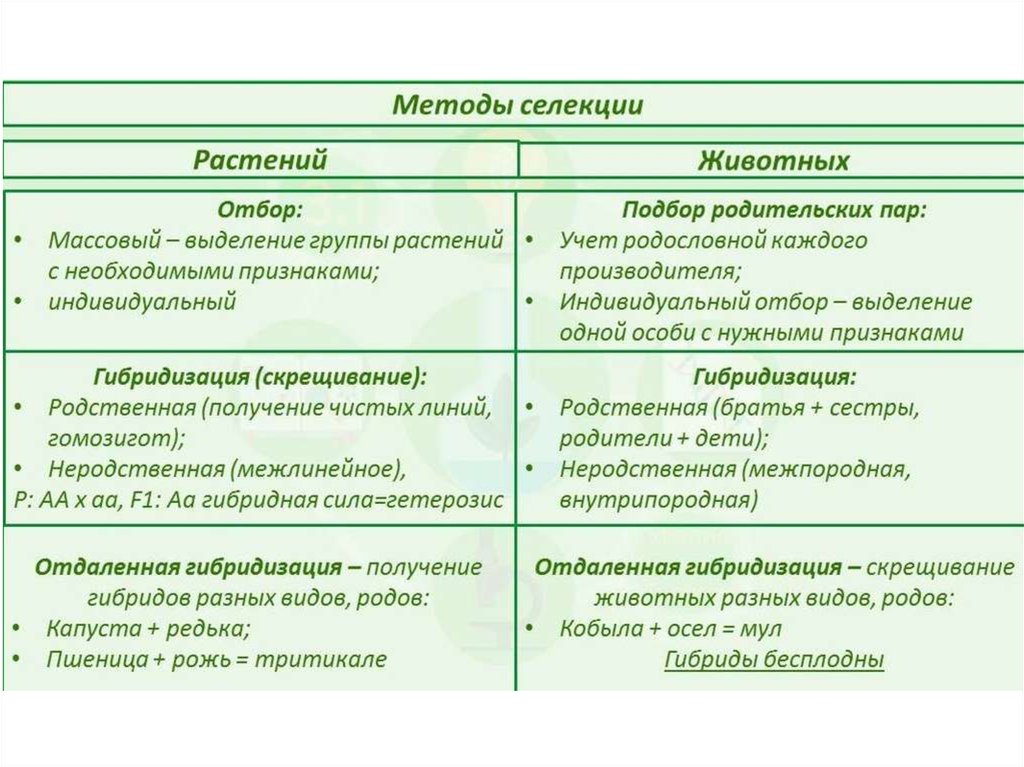 Презентация методы селекции растений и животных 10 класс биология