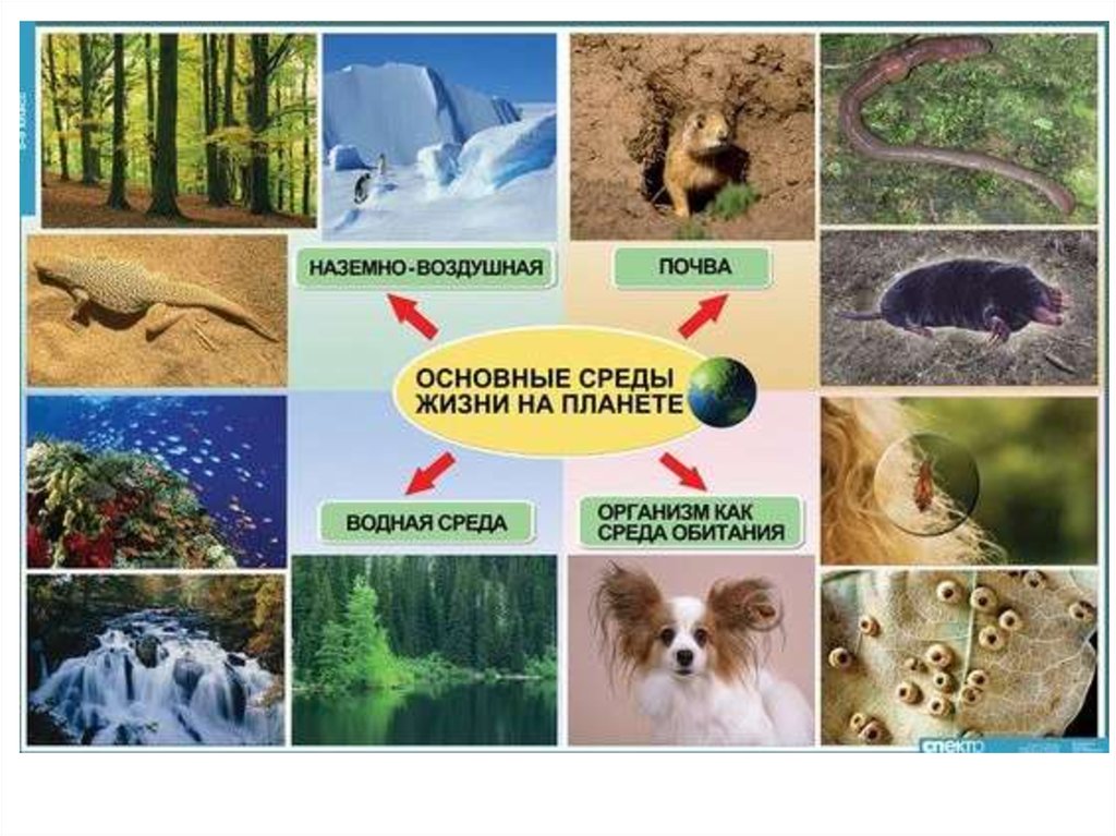 Тест 5 класс среды обитания живых организмов