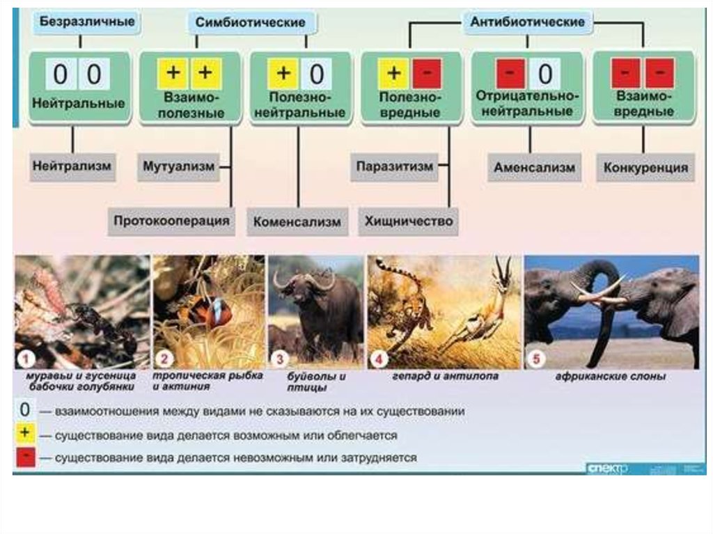 Какие годы нейтральные. Биология 9 класс типы взаимодействия популяций разных видов таблица. Типы взаимоотношений организмов ЕГЭ биология. Типы взаимодействия популяций разных видов. Типы экологических взаимодействий биология.