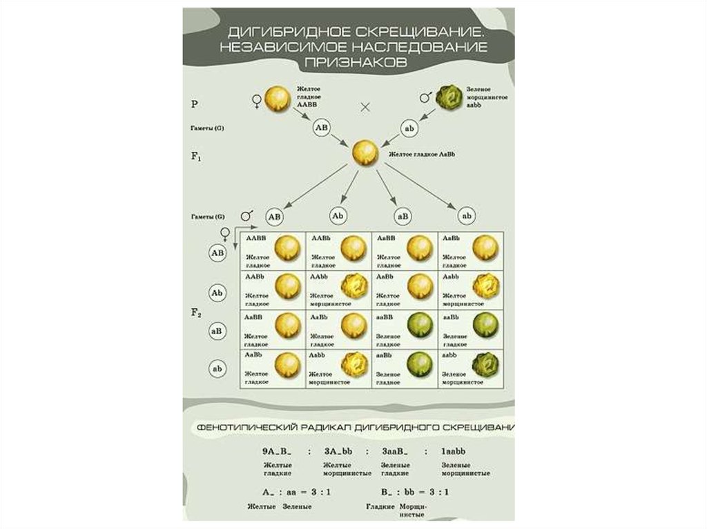 Егэ биология дигибридное скрещивание. Дигибридное скрещивание ЕГЭ биология. Биология 11 кл вид и его жизненная стратегия.