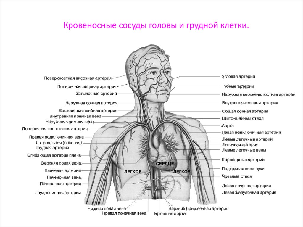 Левая подключичная вена. Анатомия грудной клетки кровеносная система. Вены и артерии грудной клетки анатомия. Подключичная Вена анатомия схема. Анатомия подключичной артерии и вены.